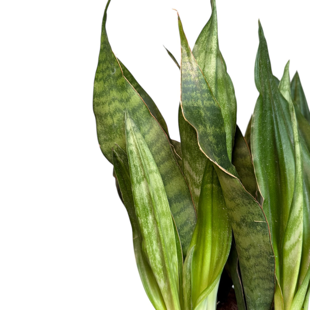 sansevieria jaboa Dracaena/Sansevieria Jaboa – Planted