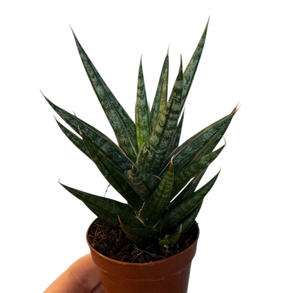 sansevieria thailand Dracaena/Sansevieria francisii “Thai Tower”