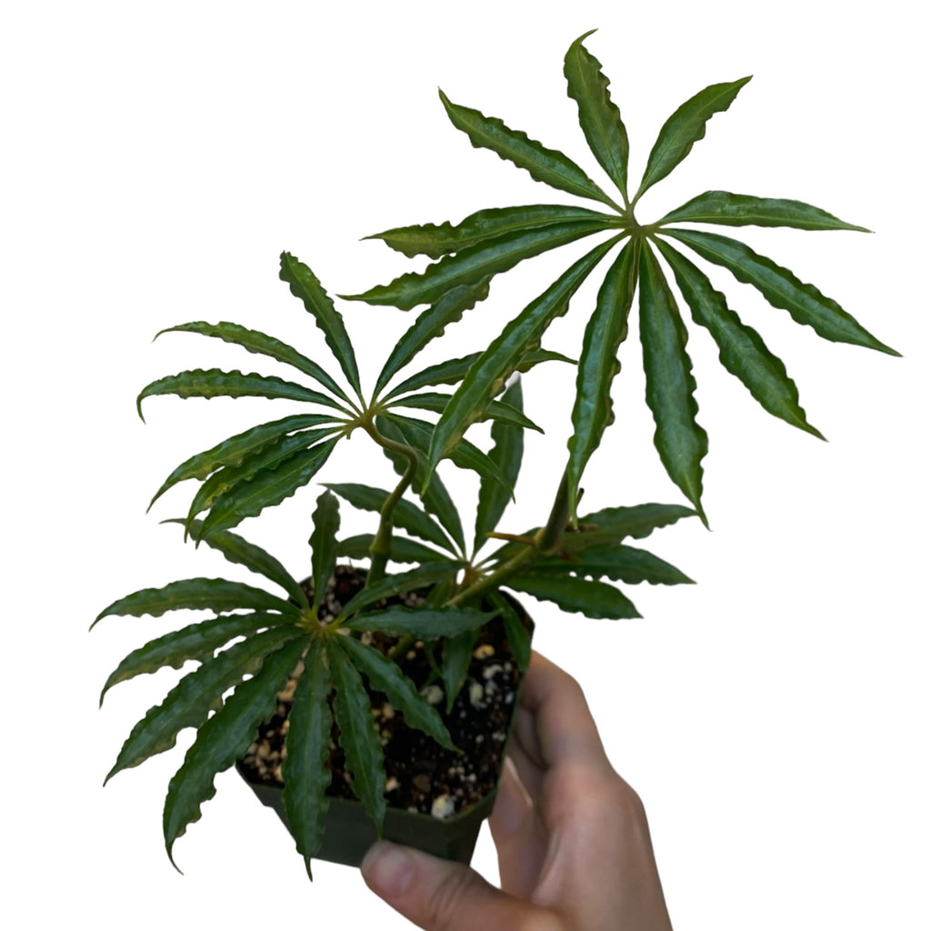 anthurium cochabamba Anthurium cochabamba – Planted