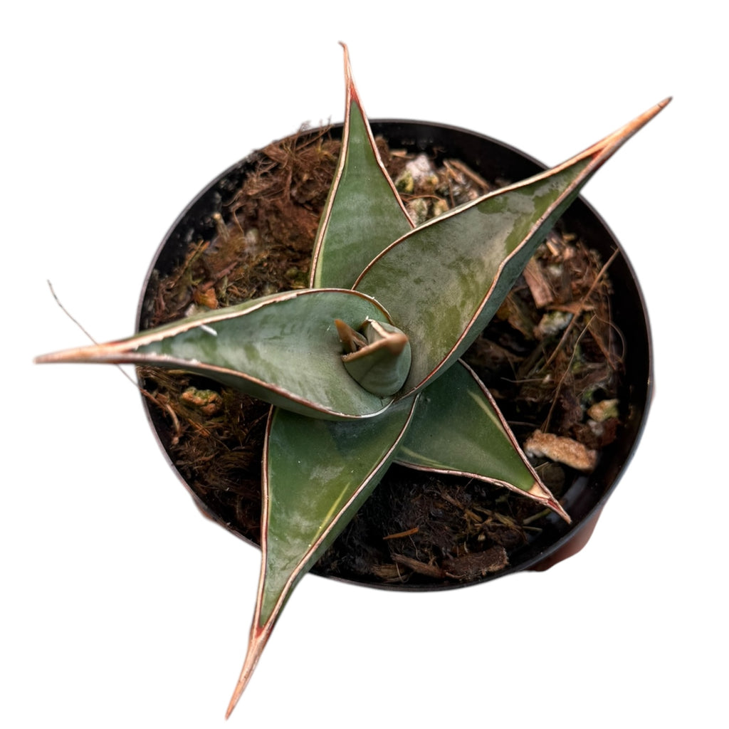 sansevieria pinguicula care Dracaena/Sansevieria pinguicula