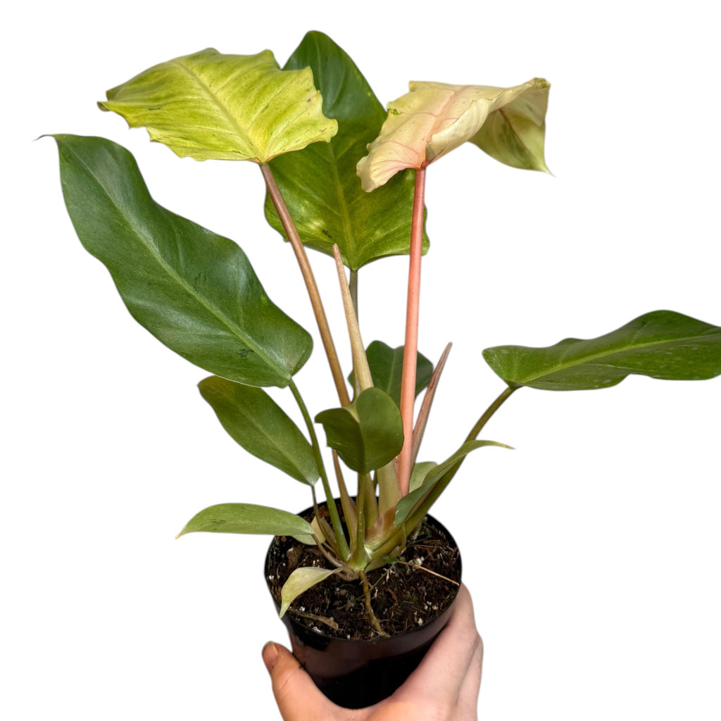 philodendron snow drift Philodendron “Snow Drift” – Planted