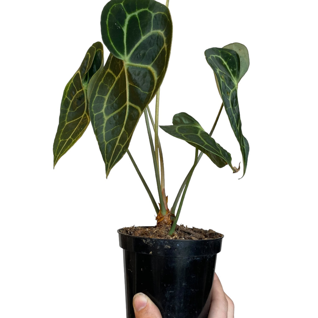 anthurium clarinervium humidity Anthurium clarinervium – Planted