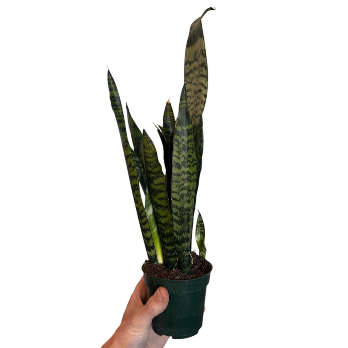 Dracaena/Sansevieria 'Zeylanica' (Low Light Tolerant) – Planted