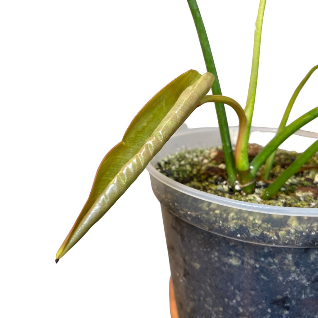 philodendron spiritus sancti ebay Philodendron Spiritus Sancti – Planted
