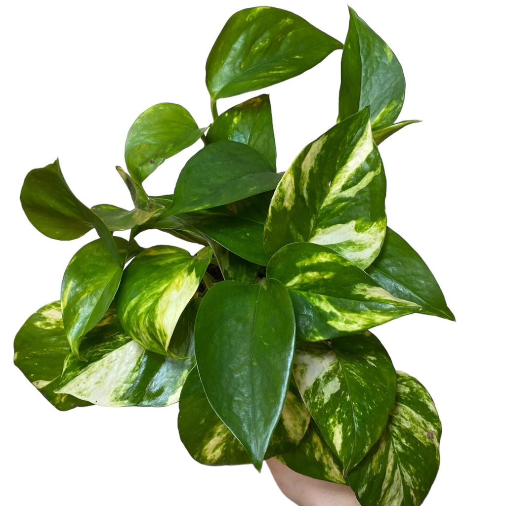 golden pothos plant near me Epipremnum/Pothos 'Golden' (Low Light Tolerant) – Planted