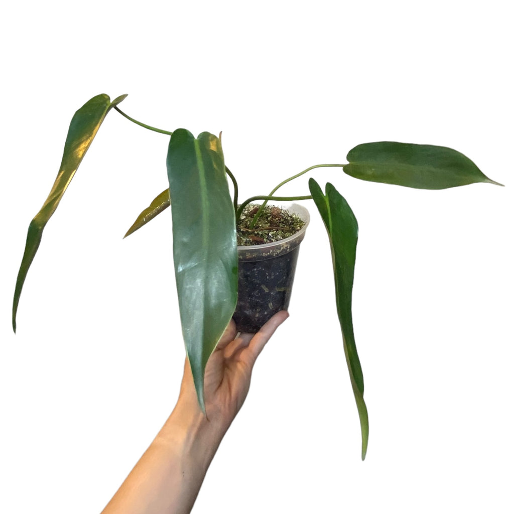 ebay philodendron spiritus sancti Philodendron Spiritus Sancti – Planted