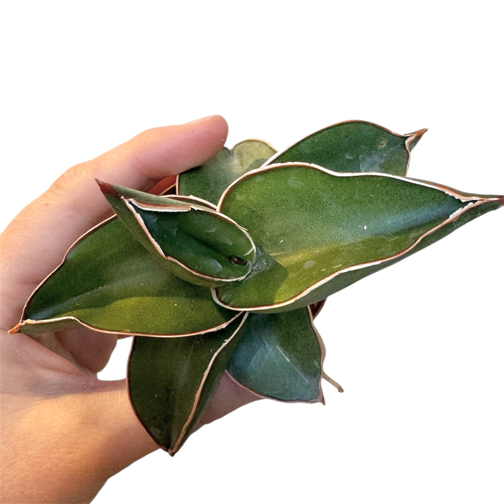 sansevieria ehrenbergii for sale Dracaena/Sansevieria ehrenbergii 'Dwarf Samurai' – Planted