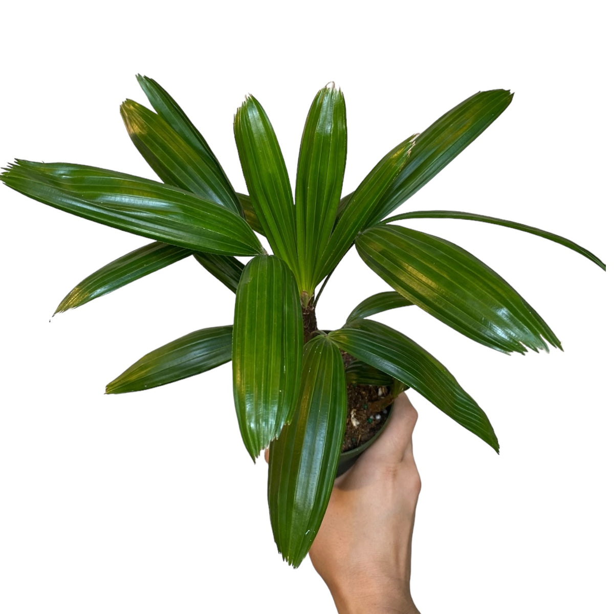 Lady Palm- Rhapis excelsa (Pet Friendly) – Planted.