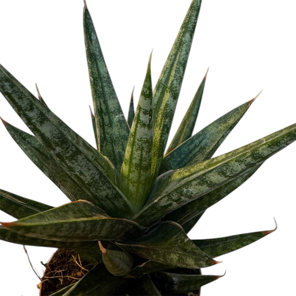 sansevieria formosa Dracaena/Sansevieria francisii “Thai Tower” – Planted