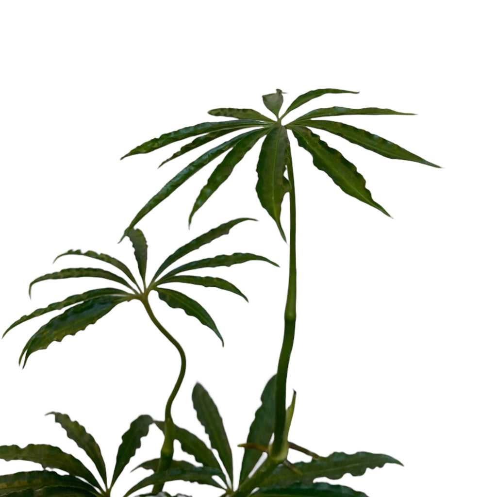 anthurium cochabamba Anthurium cochabamba – Planted