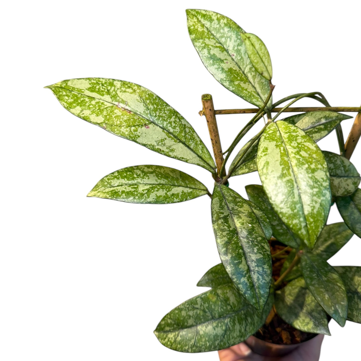 Hoya crassipetiolata (Pet Friendly) – Planted.