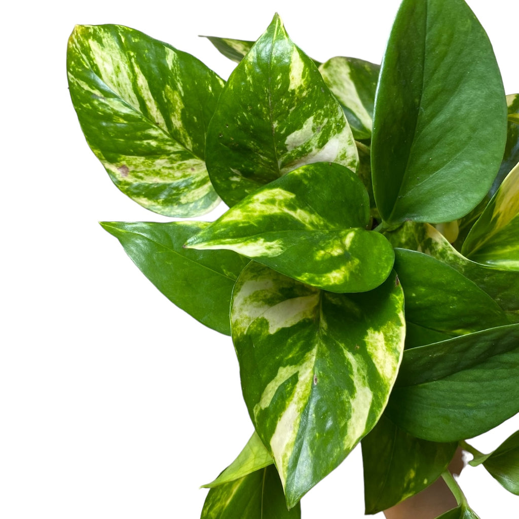are epipremnum and pothos the same Epipremnum/Pothos 'Golden' (Low Light Tolerant) – Planted