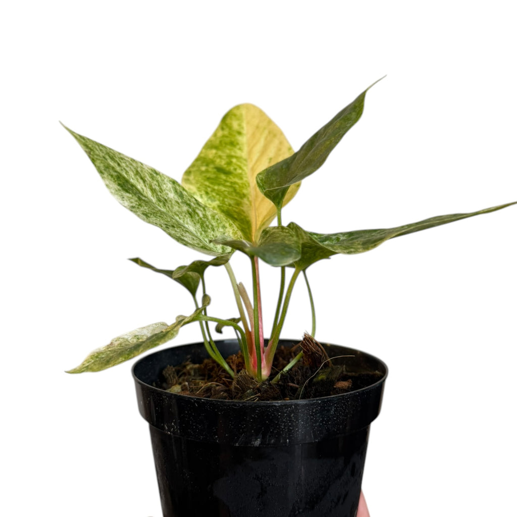 anthurium hookeri propagation Anthurium hookeri VARIEGATED – Planted