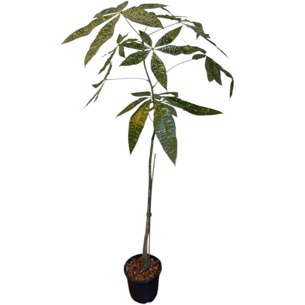 variegated money tree for sale Money Tree (Pachira aquatica) “Milky Way” VARIEGATED – Planted