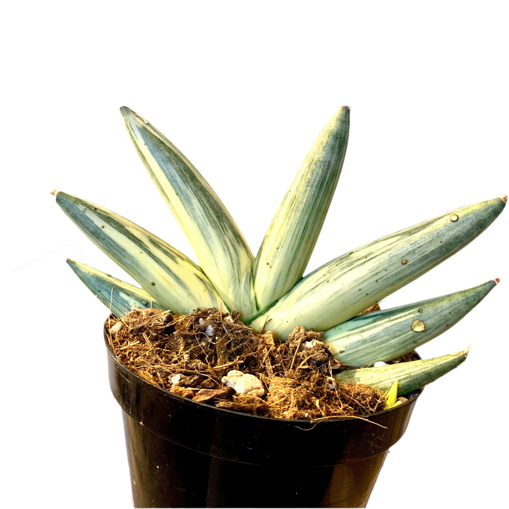 sansevieria boncellensis care Dracaena/Sansevieria boncellensis (starfish sansevieria) White Variega – Planted