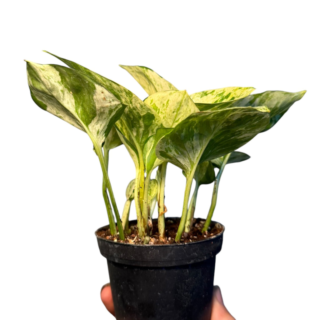 manjula pothos vs golden pothos Epipremnum/Pothos 'Manjula' – Planted