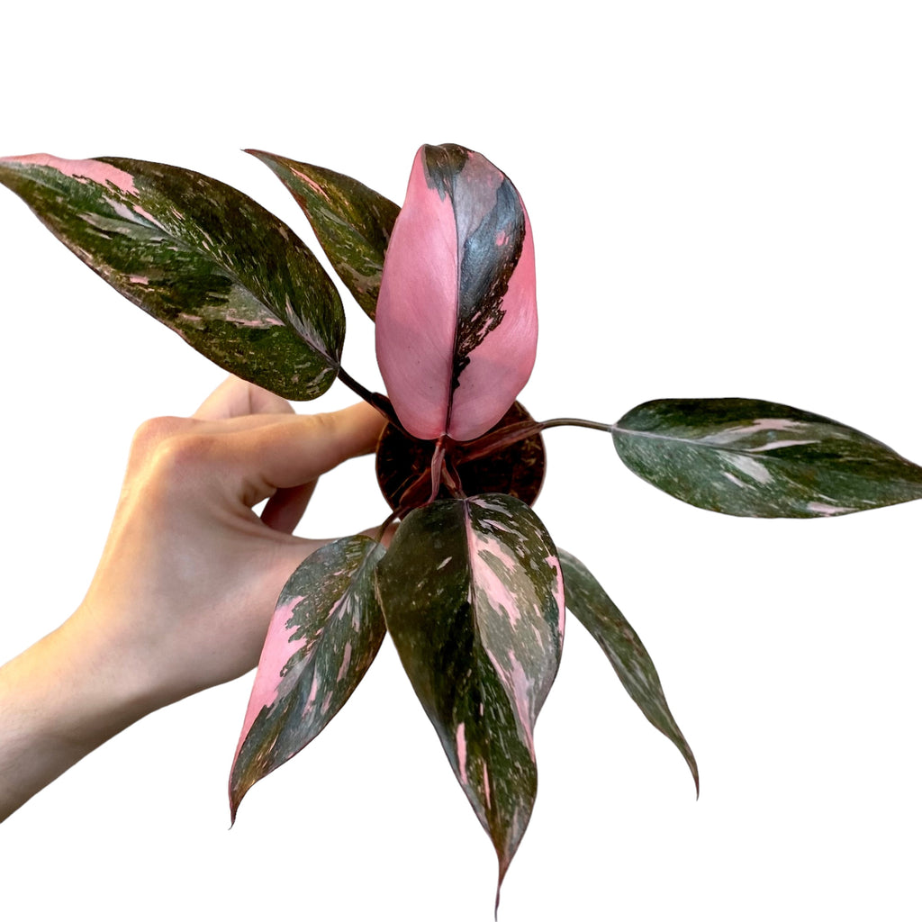 philodendron pink princess marble Philodendron “Pink Princess” – Planted