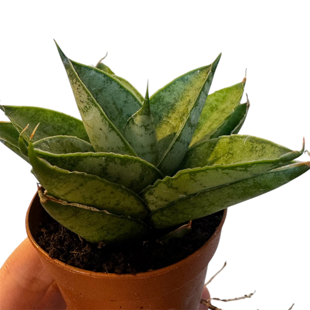 dracaena hybrid Dracaena/Sansevieria hybrid ‘Pagodah Green’
