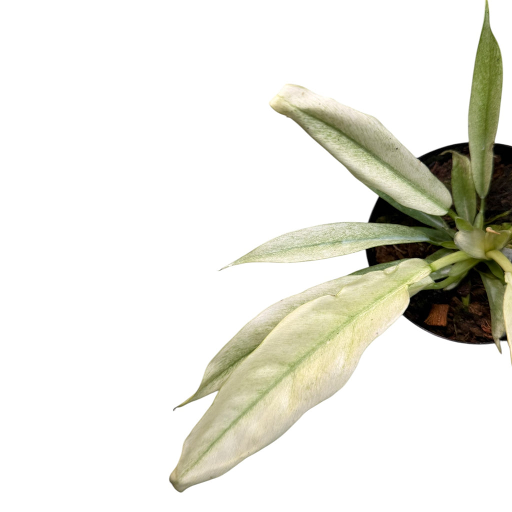 philodendron thin leaves Philodendron Narrow Leaf MINT – Planted