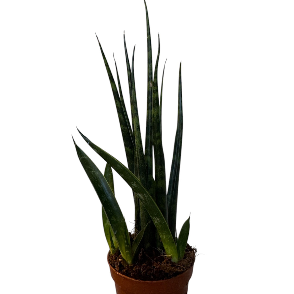dracaena fernwood Dracaena/Sansevieria Fernwood Mikado (Low Light Tolerant) – Planted