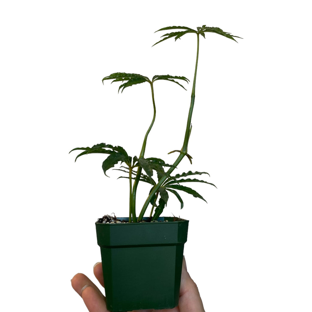 anthurium cochabamba Anthurium cochabamba – Planted