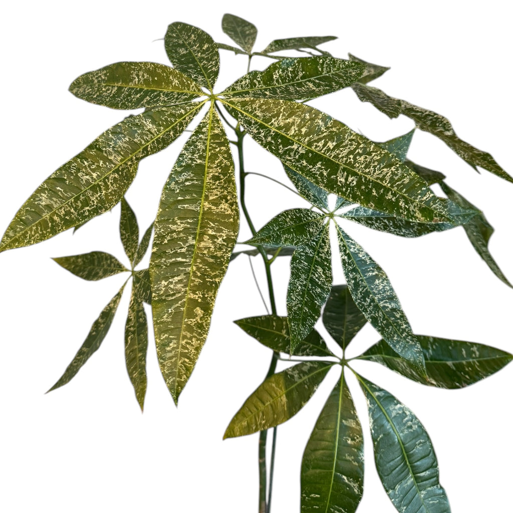 lavender plants b&q Money Tree (Pachira aquatica) “Milky Way” VARIEGATED – Planted