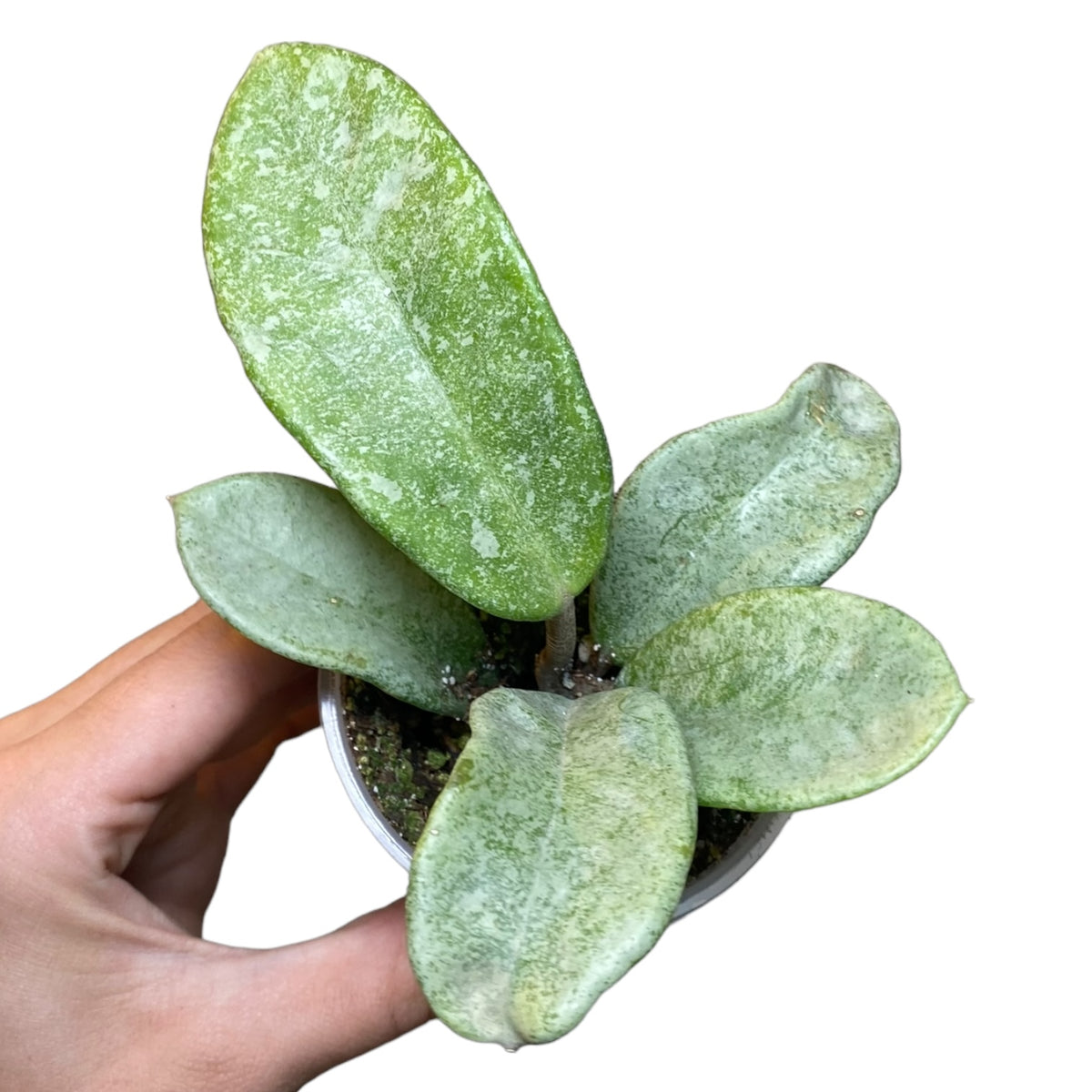 人気新品入荷 'Nova carnosa Hoya Ghost' Planted. – Friendly) (Pet その他観葉植物