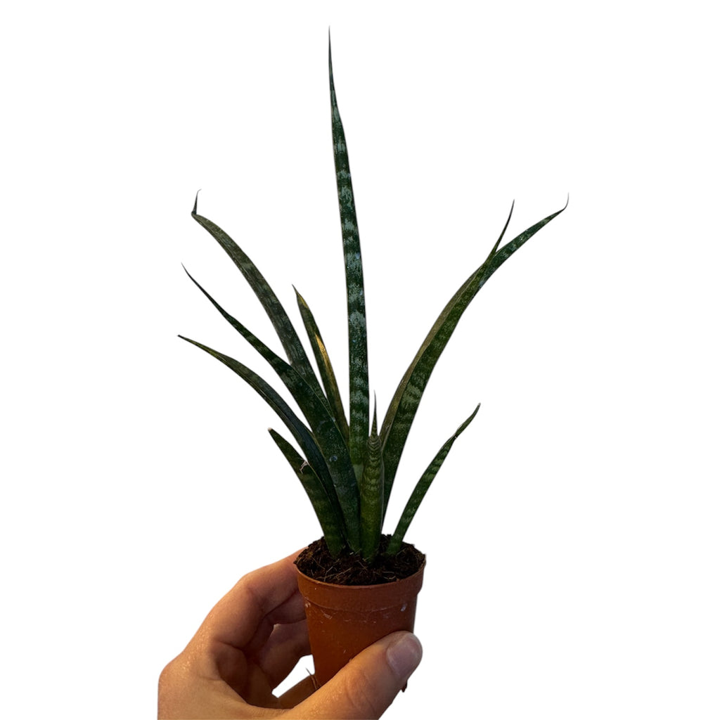 sansevieria fernwood varieties Dracaena/Sansevieria Fernwood Mikado (Low Light Tolerant) – Planted