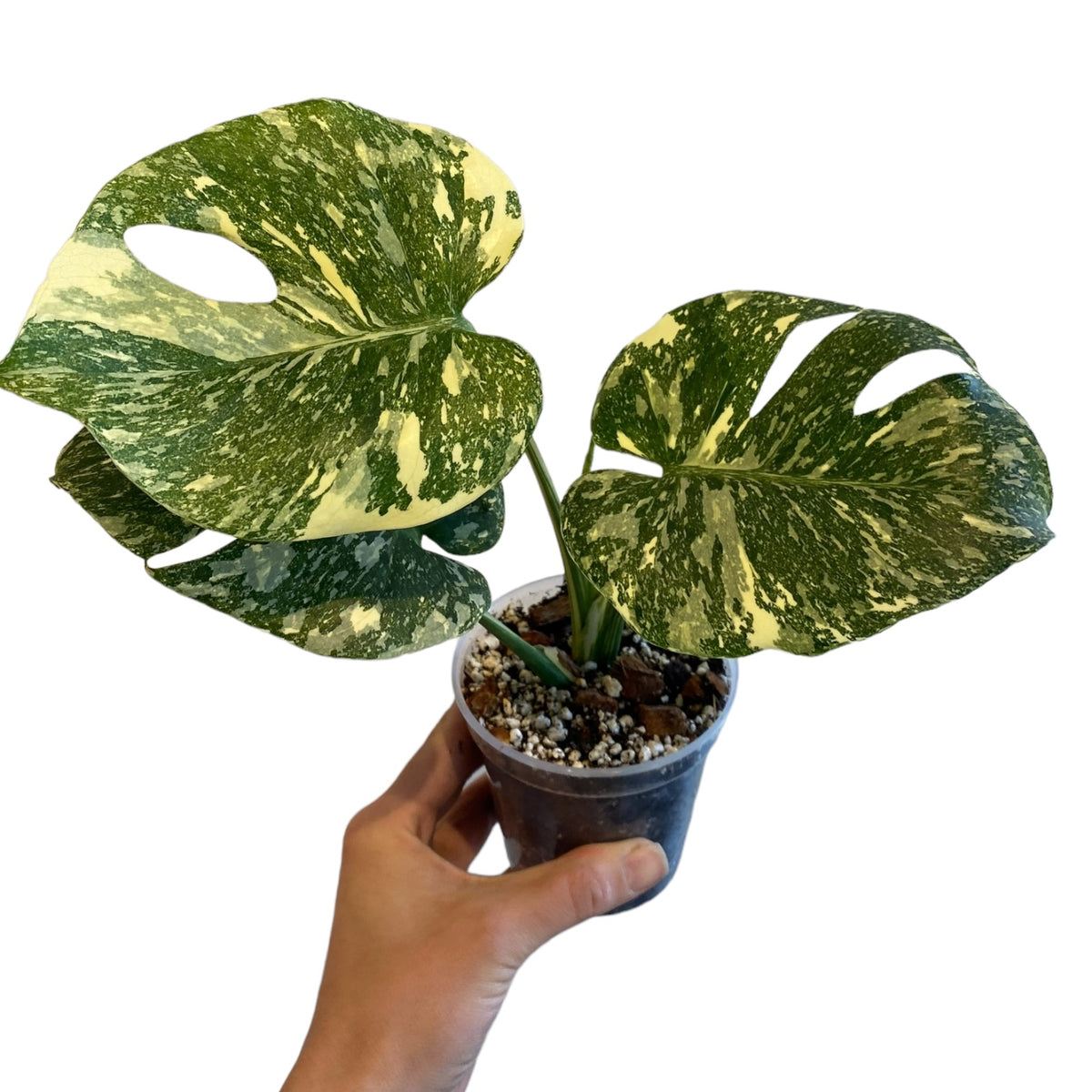 Monstera 'Green Snow' – Planted.