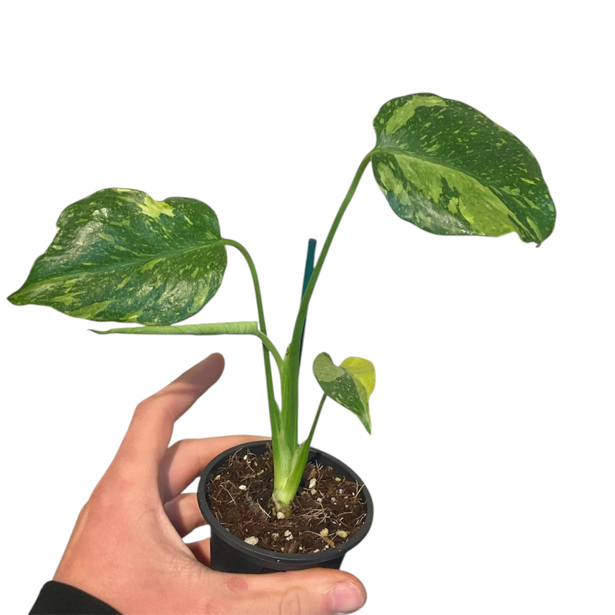 Monstera deliciosa 'Electrolyte' – Planted.