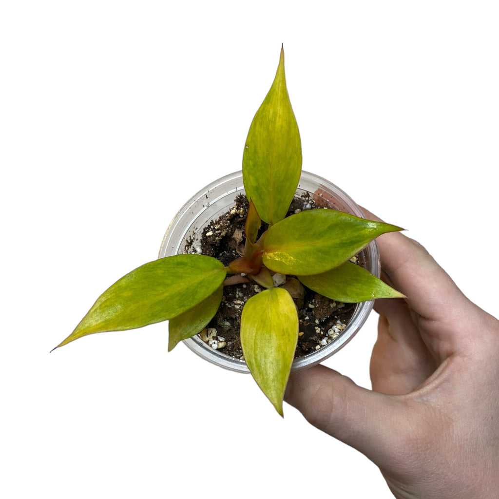 philodendron orange marmalade plant Philodendron “Orange Marmalade” – Planted
