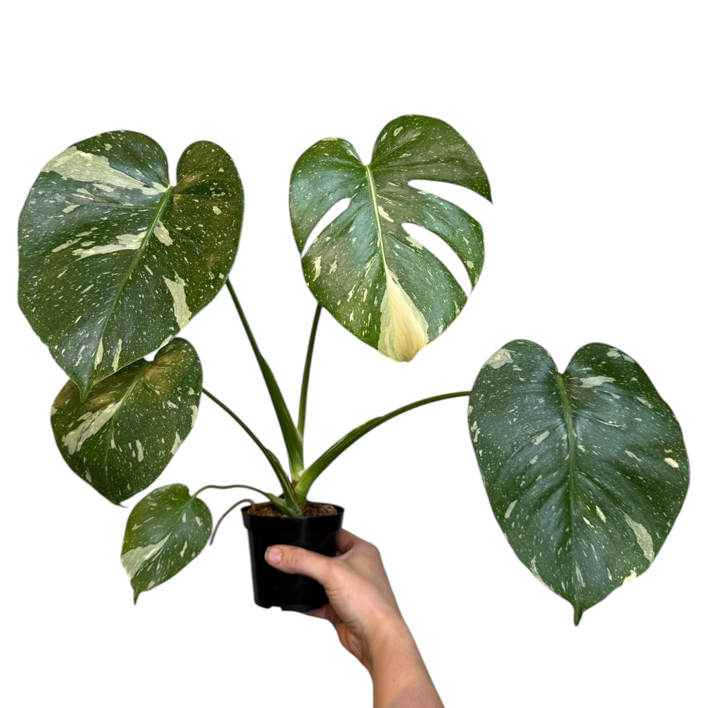 thai constellation monstera for sale Monstera 'Thai Constellation' – Planted