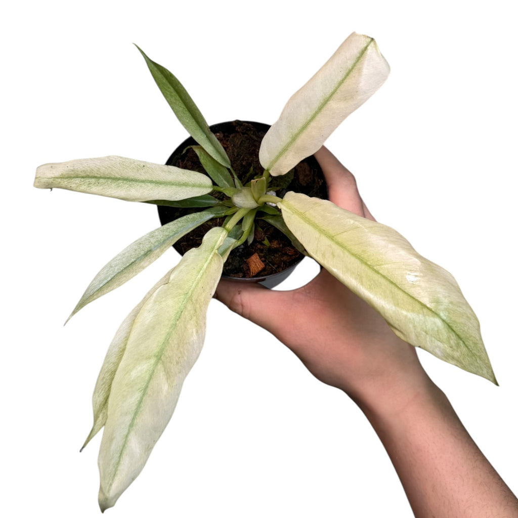 long thin leaf philodendron Philodendron Narrow Leaf MINT – Planted