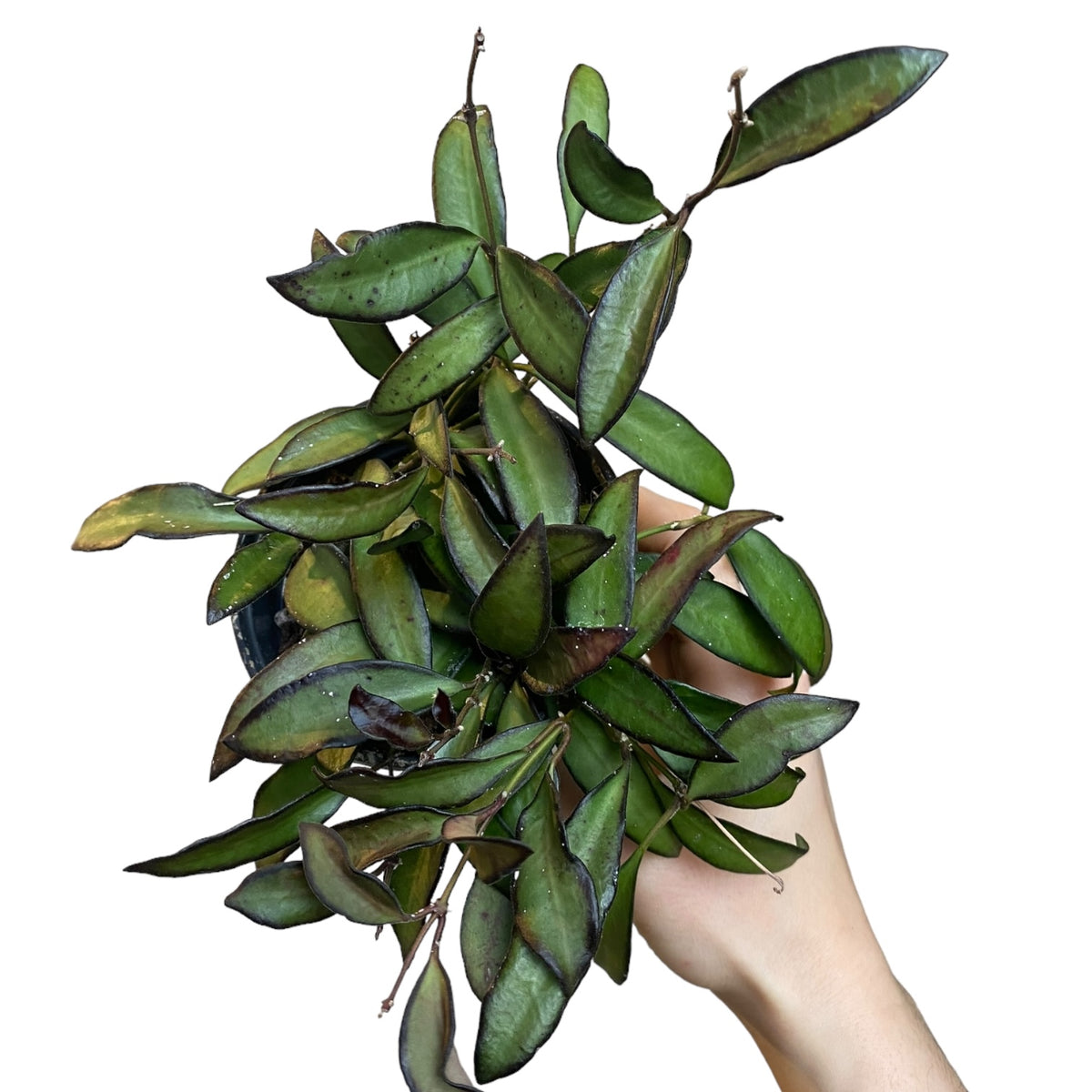 Hoya Rosita(exact 2024 plant)