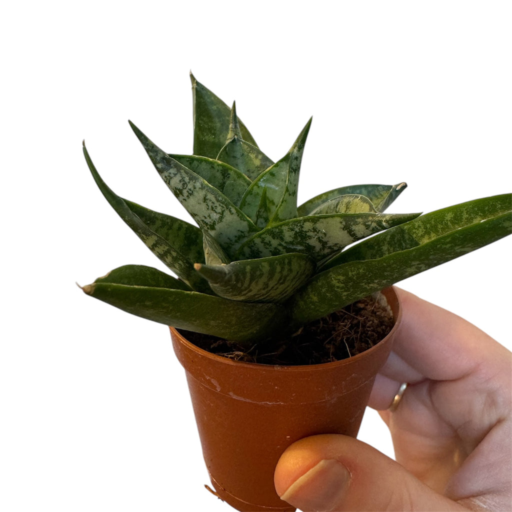dracaena hybrid Dracaena/Sansevieria hybrid 'Mini Anjani' – Planted