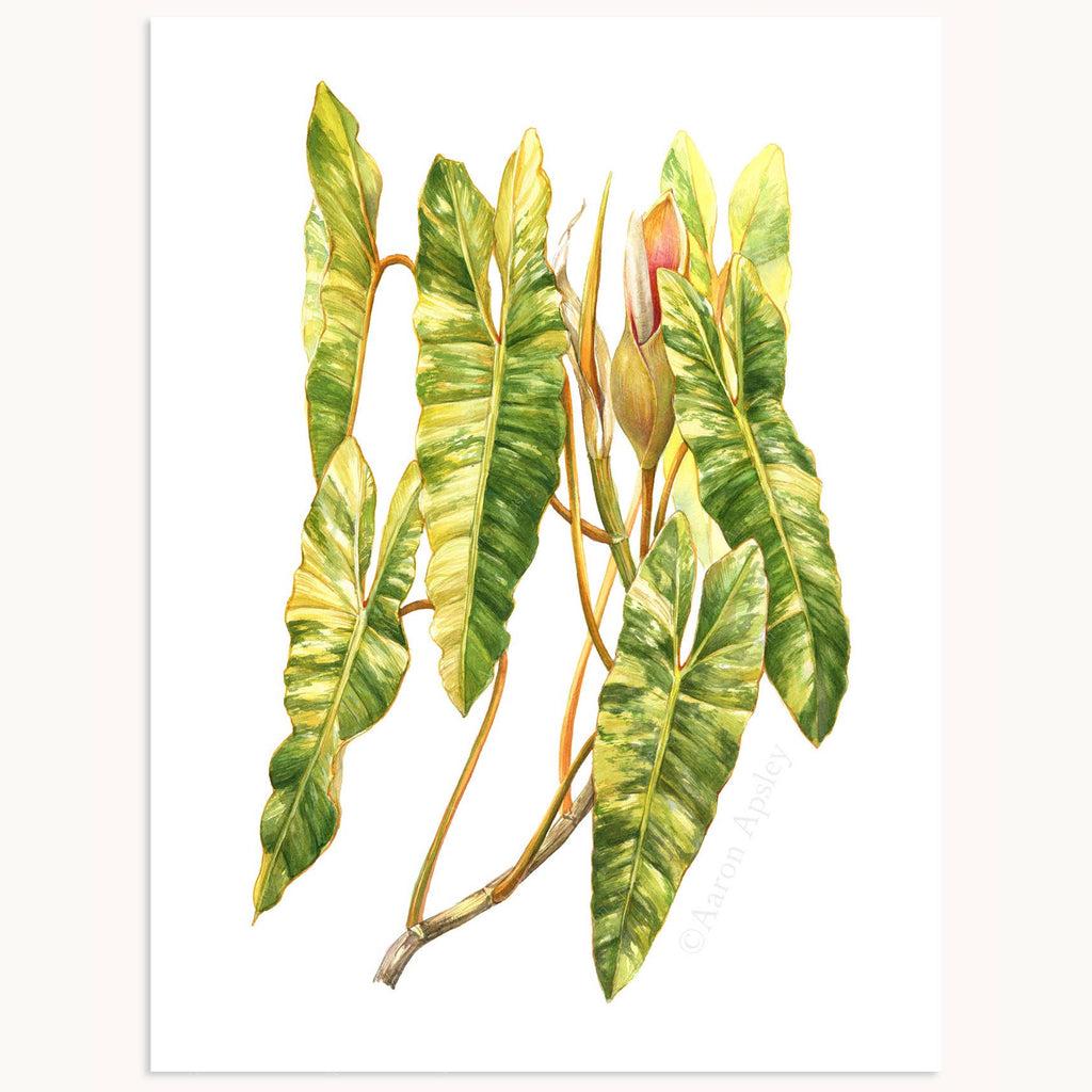 philodendron print Print: Philodendron billietiae 'Variegata'
