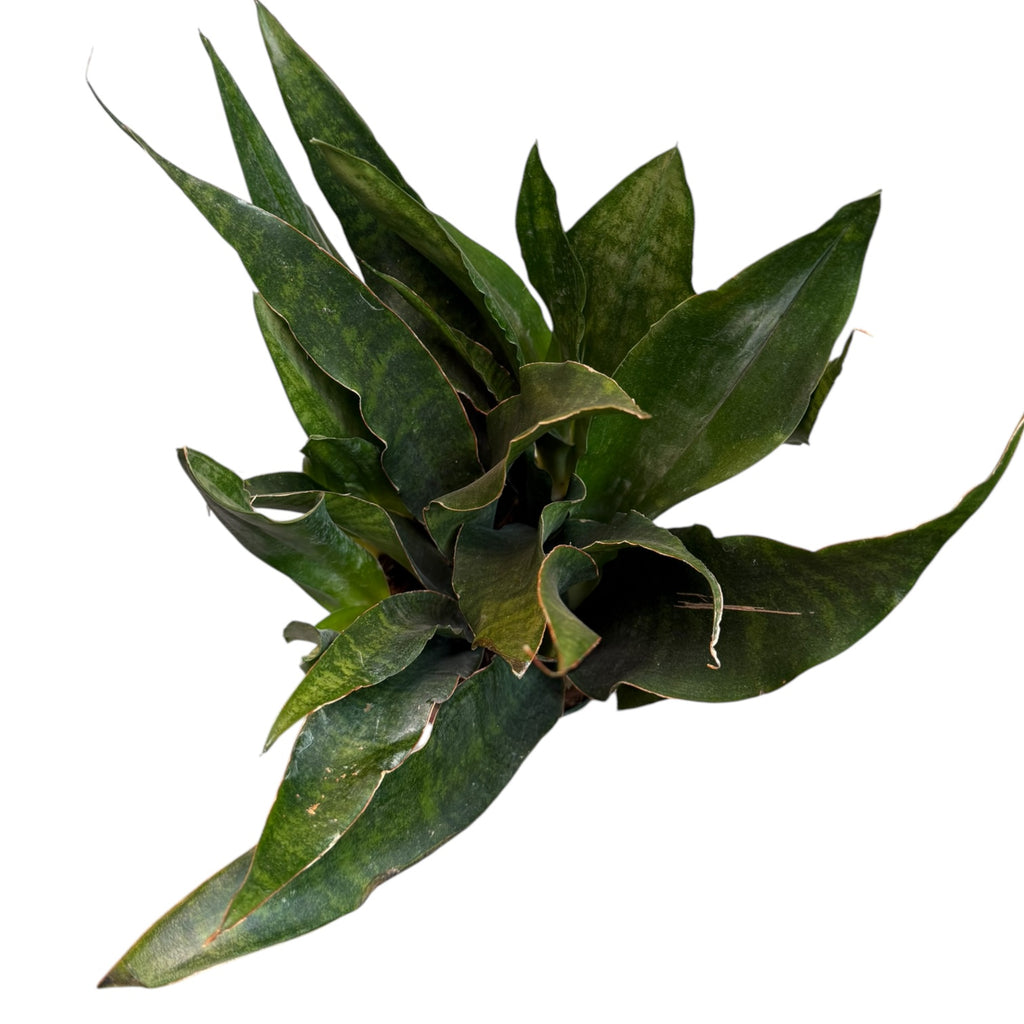 sansevieria jaboa for sale Dracaena/Sansevieria Jaboa – Planted