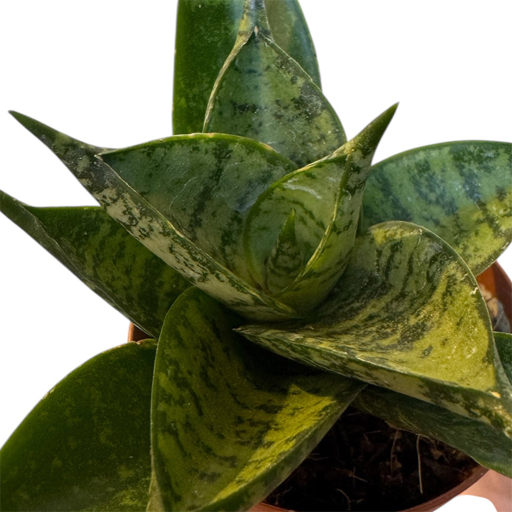 dracaena hybrid Dracaena/Sansevieria hybrid 'Mini Anjani' – Planted