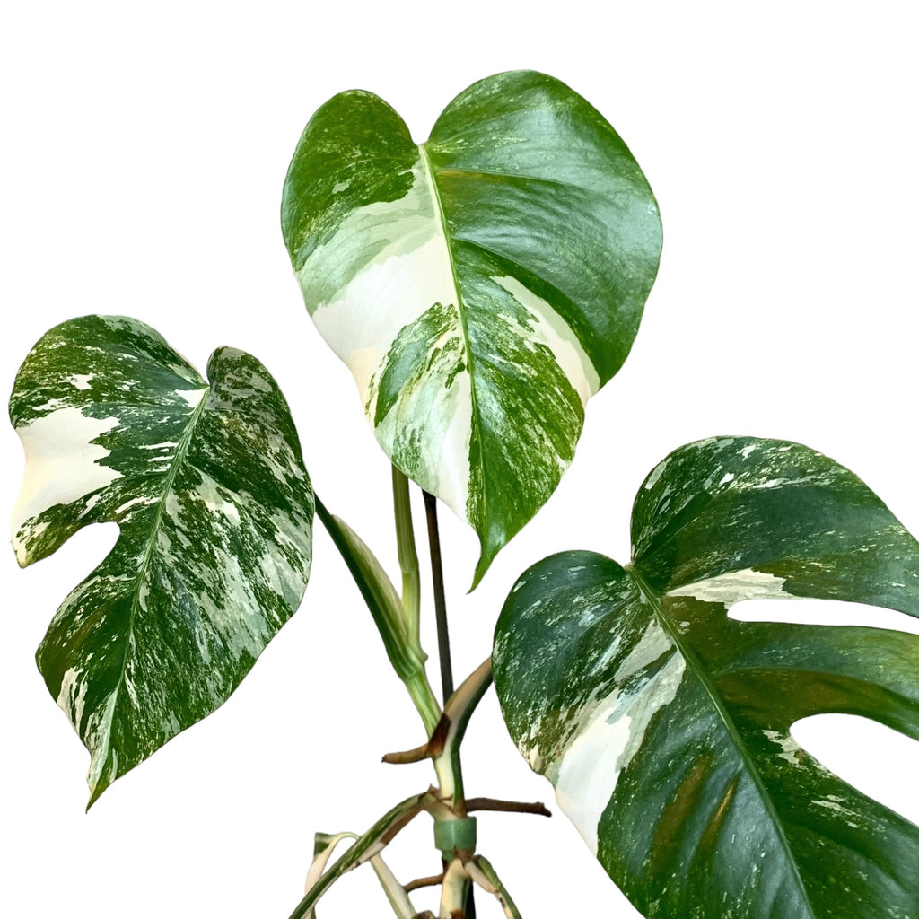 monstera deliciosa var Monstera deliciosa Albo Variegated – Planted