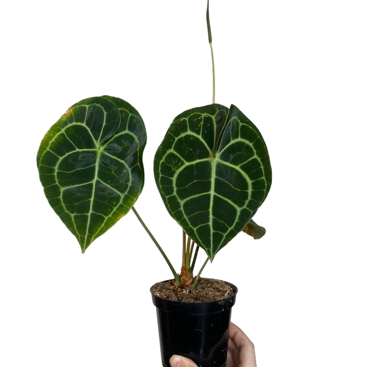 Anthurium clarinervium – Planted
