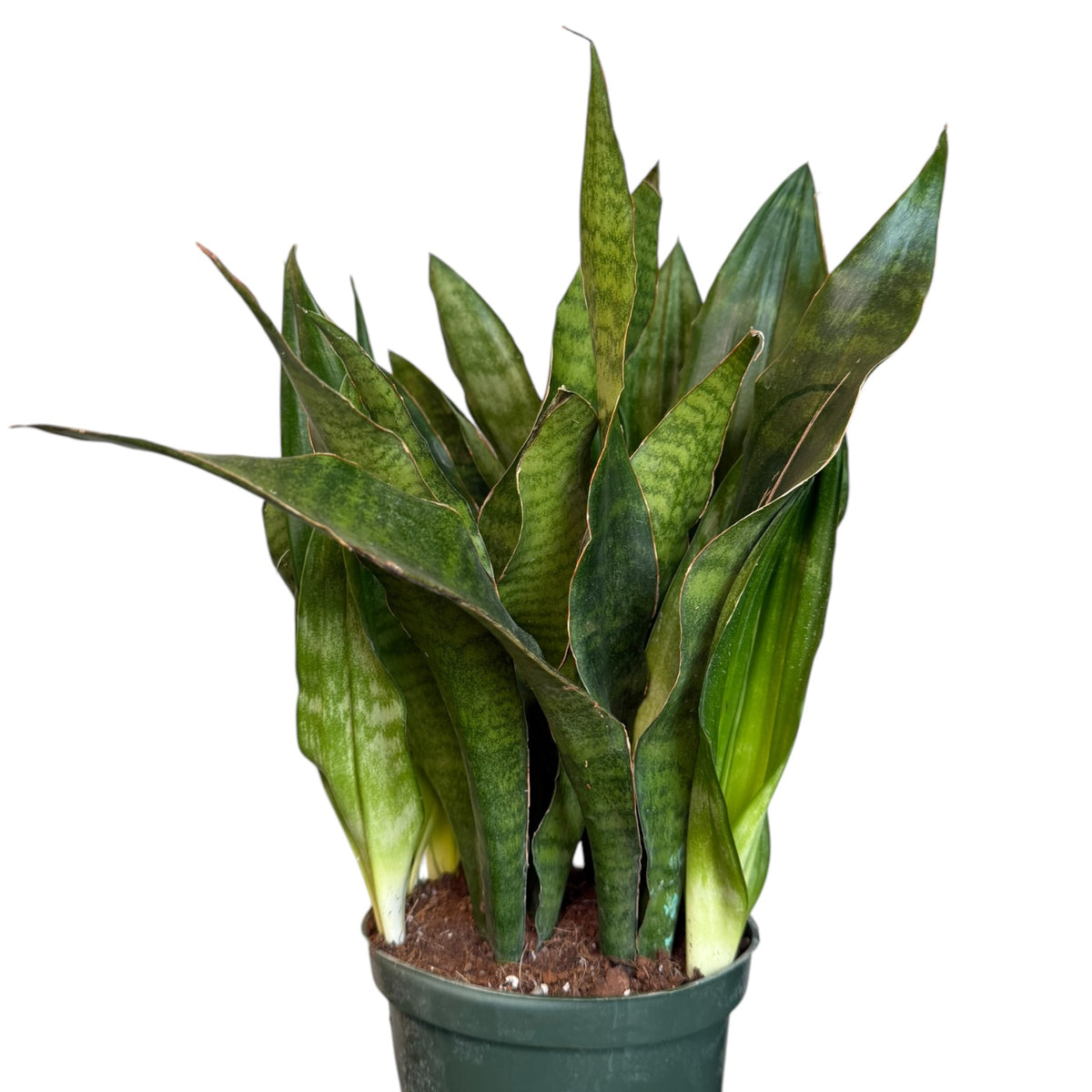 sansevieria jaboa vs whale fin Dracaena/Sansevieria Jaboa – Planted