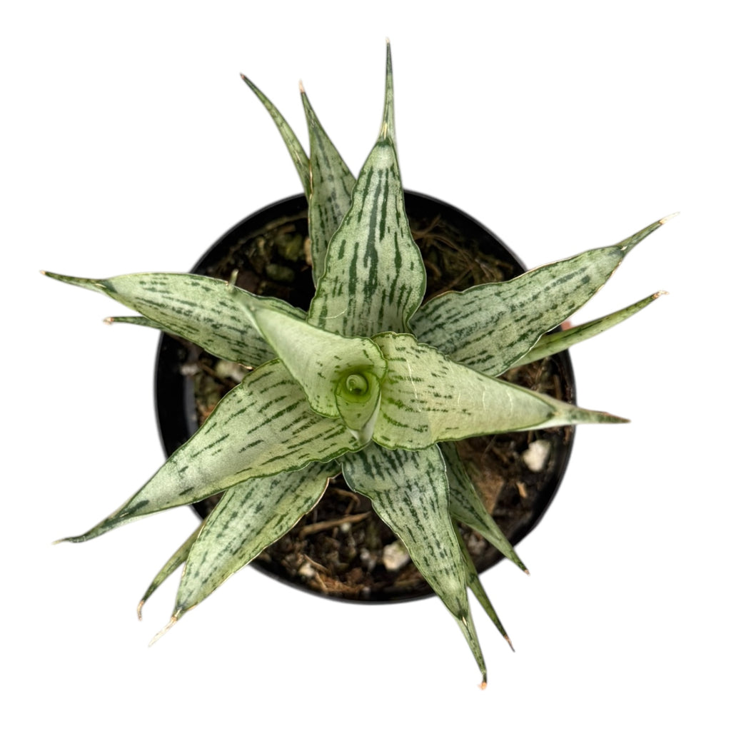 himalayan dracaena Dracaena/Sansevieria ‘Himalaya’ White