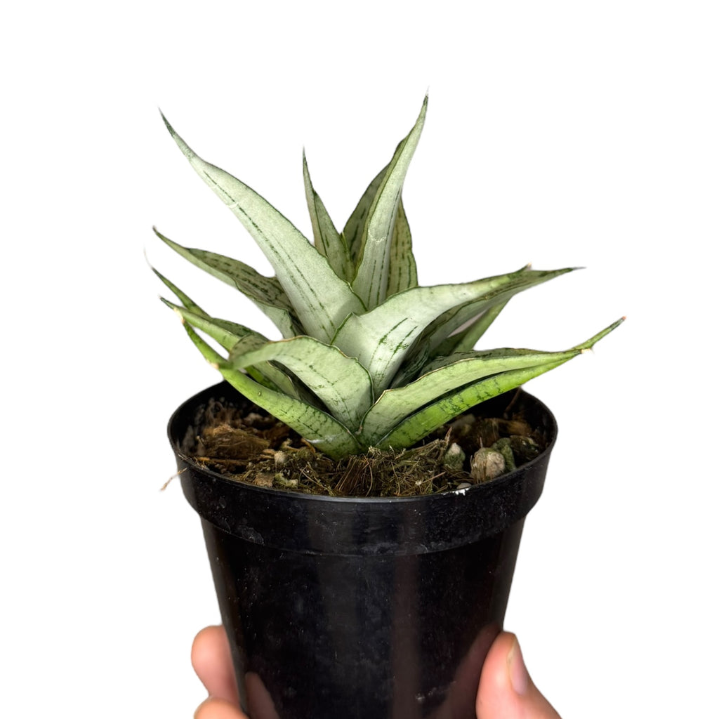 himalayamix sansevieria Dracaena/Sansevieria ‘Himalaya’ White