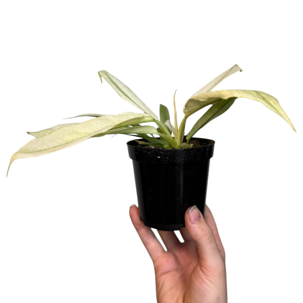 thin leaf philodendron Philodendron Narrow Leaf MINT – Planted