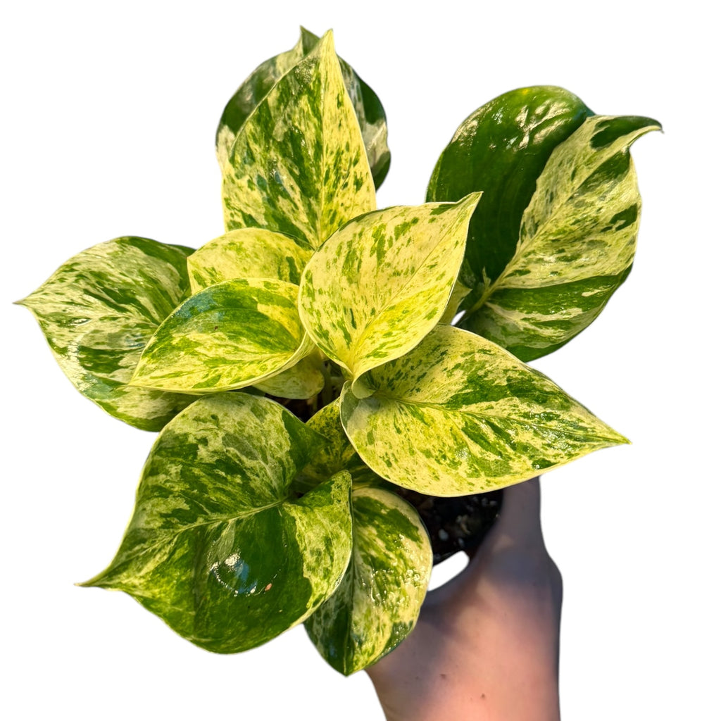 marble queen vs manjula pothos Epipremnum/Pothos ‘Manjula’