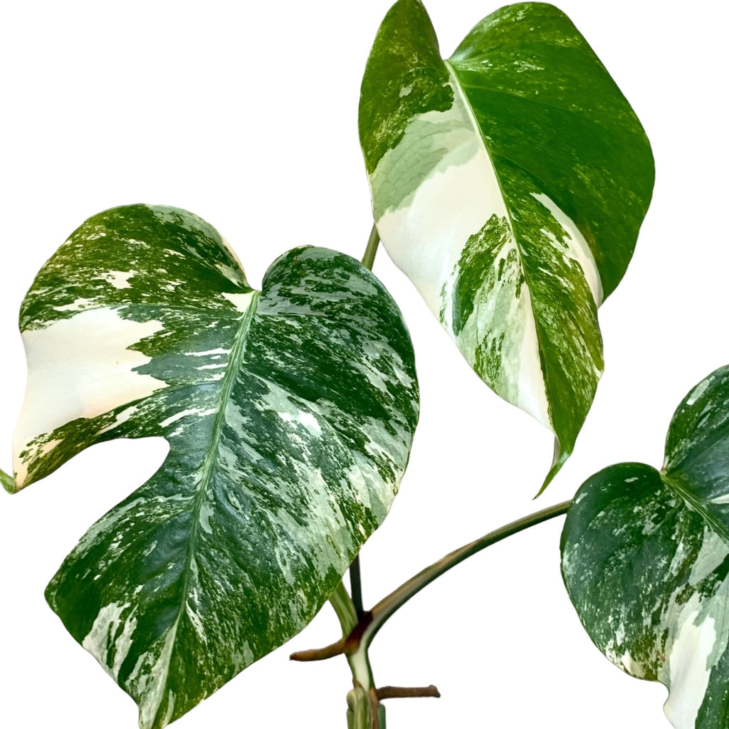 monstera albo walmart Monstera deliciosa Albo Variegated – Planted