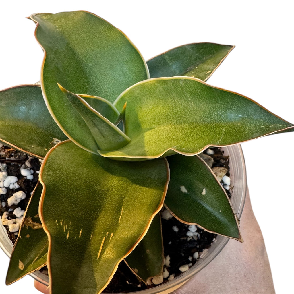 blue dracaena plant Dracaena/Sansevieria hybrid 'Blue Kew Natural' – Planted