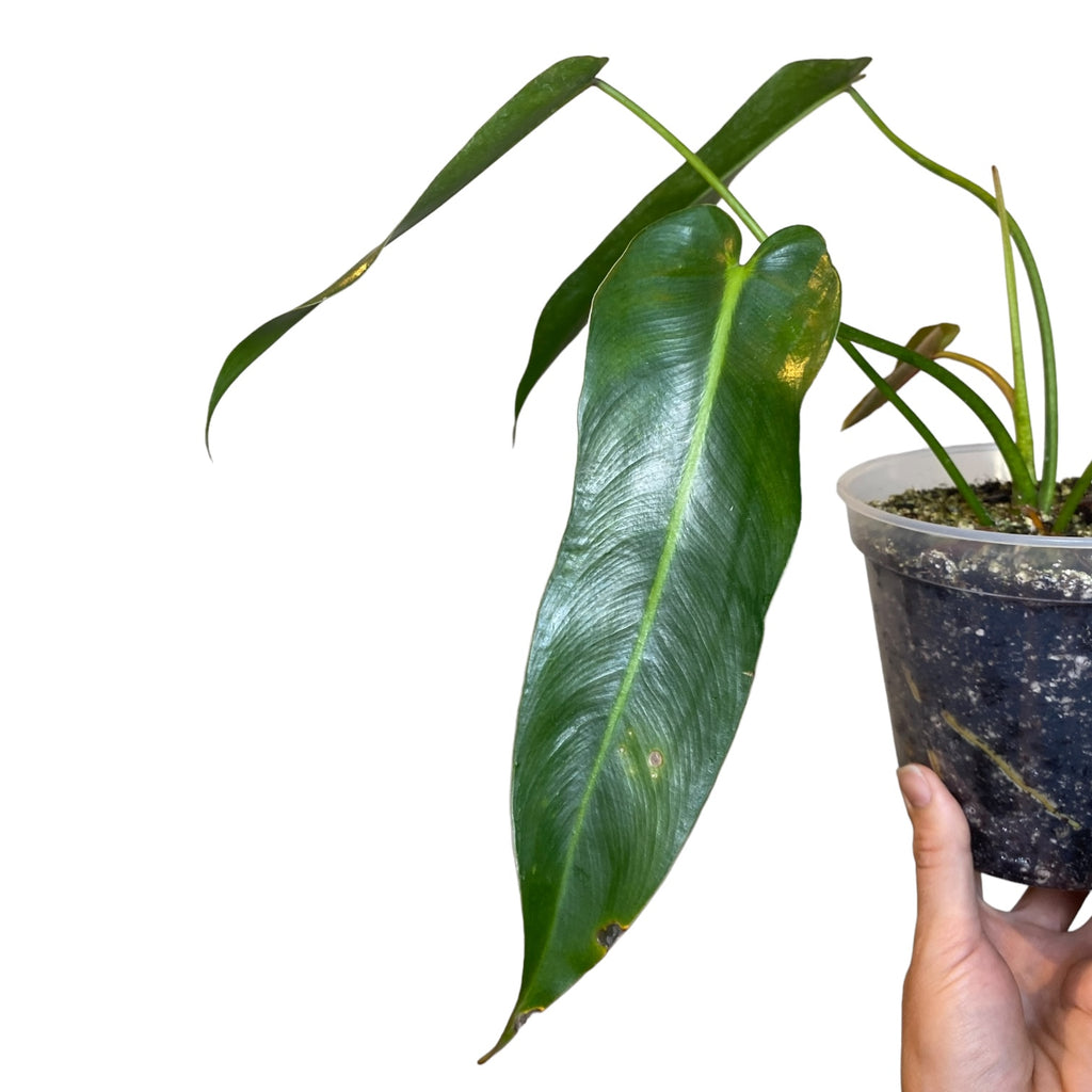 philodendron spiritus sancti ebay Philodendron Spiritus Sancti – Planted