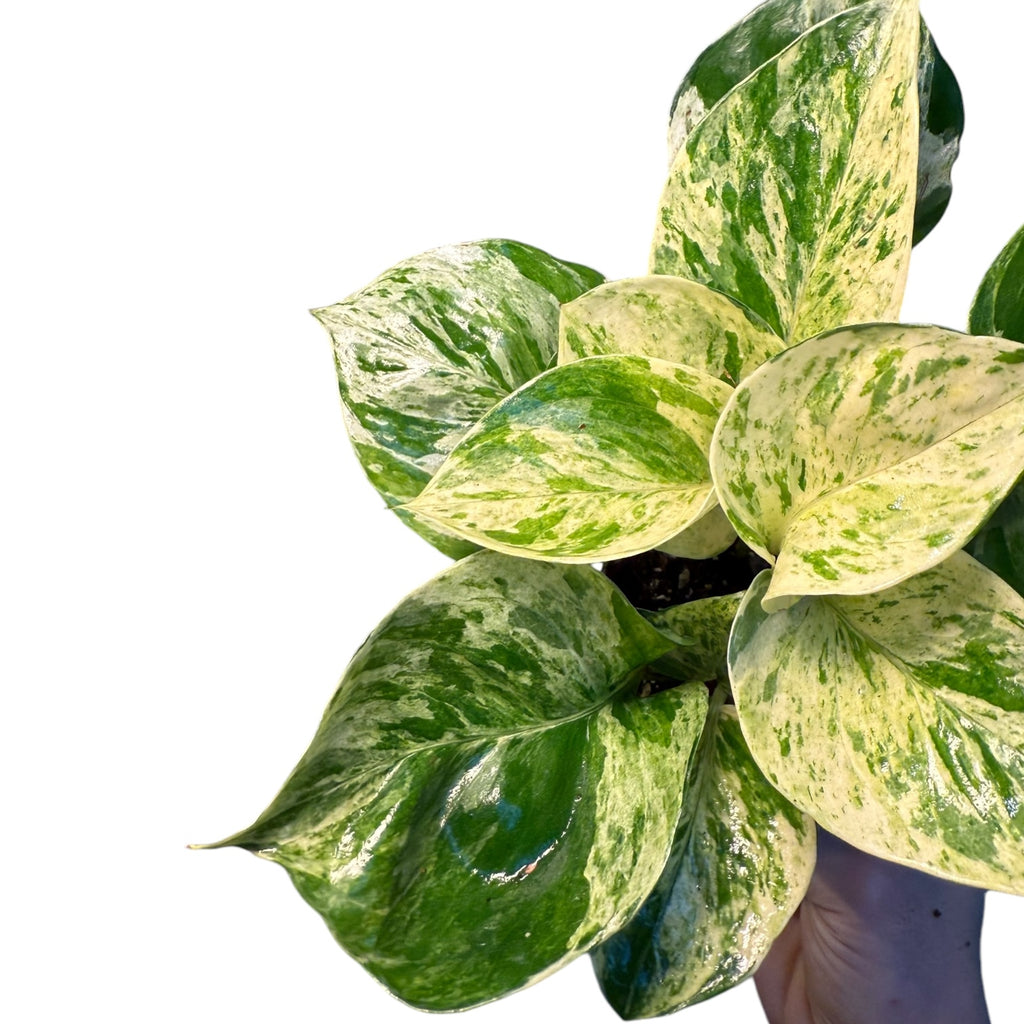 manjula philodendron Epipremnum/Pothos 'Manjula' – Planted