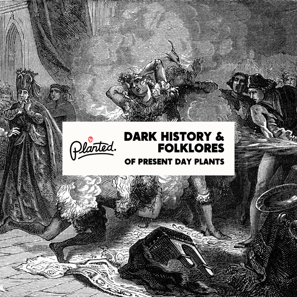 Vintage-style illustration with text overlay 'Dark History & Folklores of Present Day Plants' by Planted.